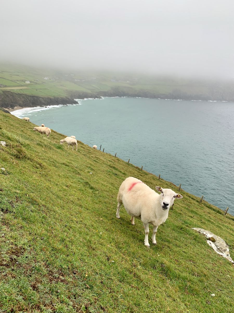 Ireland has more sheep than people Ireland has more sheep than people