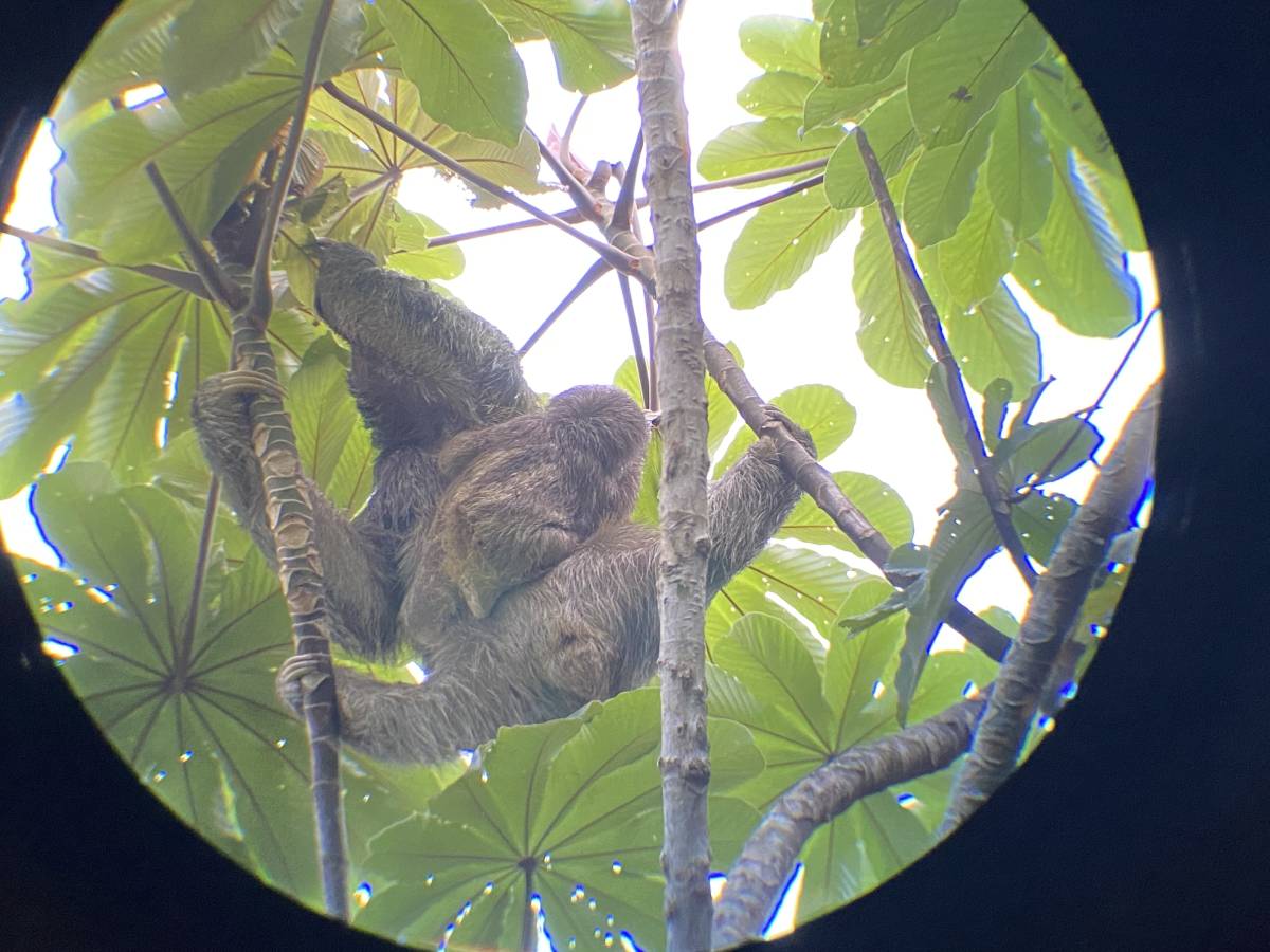 A Mamma and baby sloth eating leaves