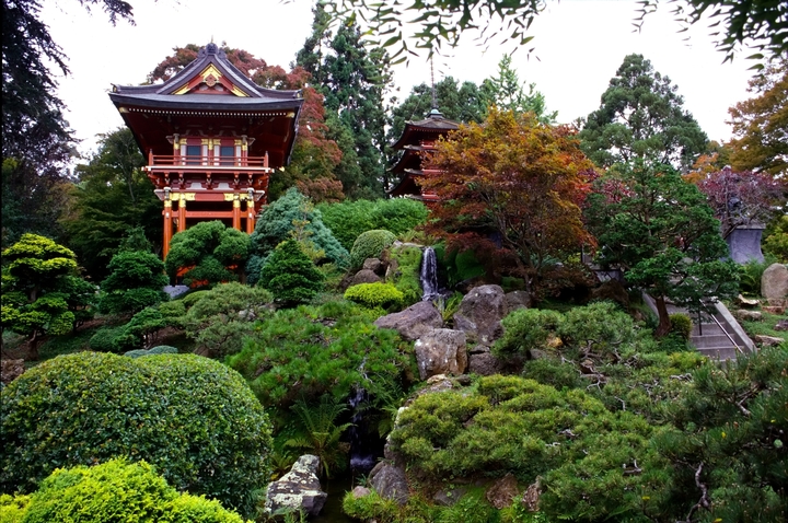 Japan's oldest tea garden