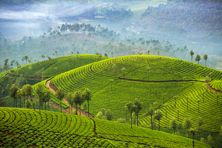 Munnar : Tea Capital of South India.