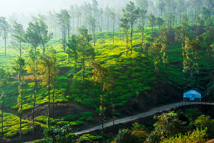 Wayanad - Mother Nature’s Garden