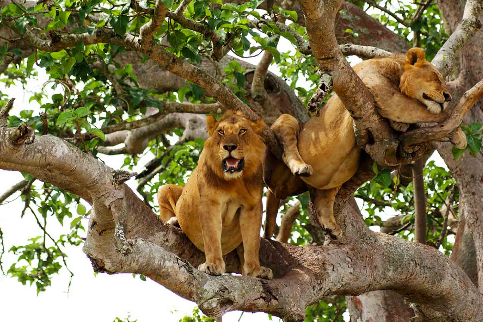 Finding a lion that can climb trees in Queen Elizabeth National Park's 