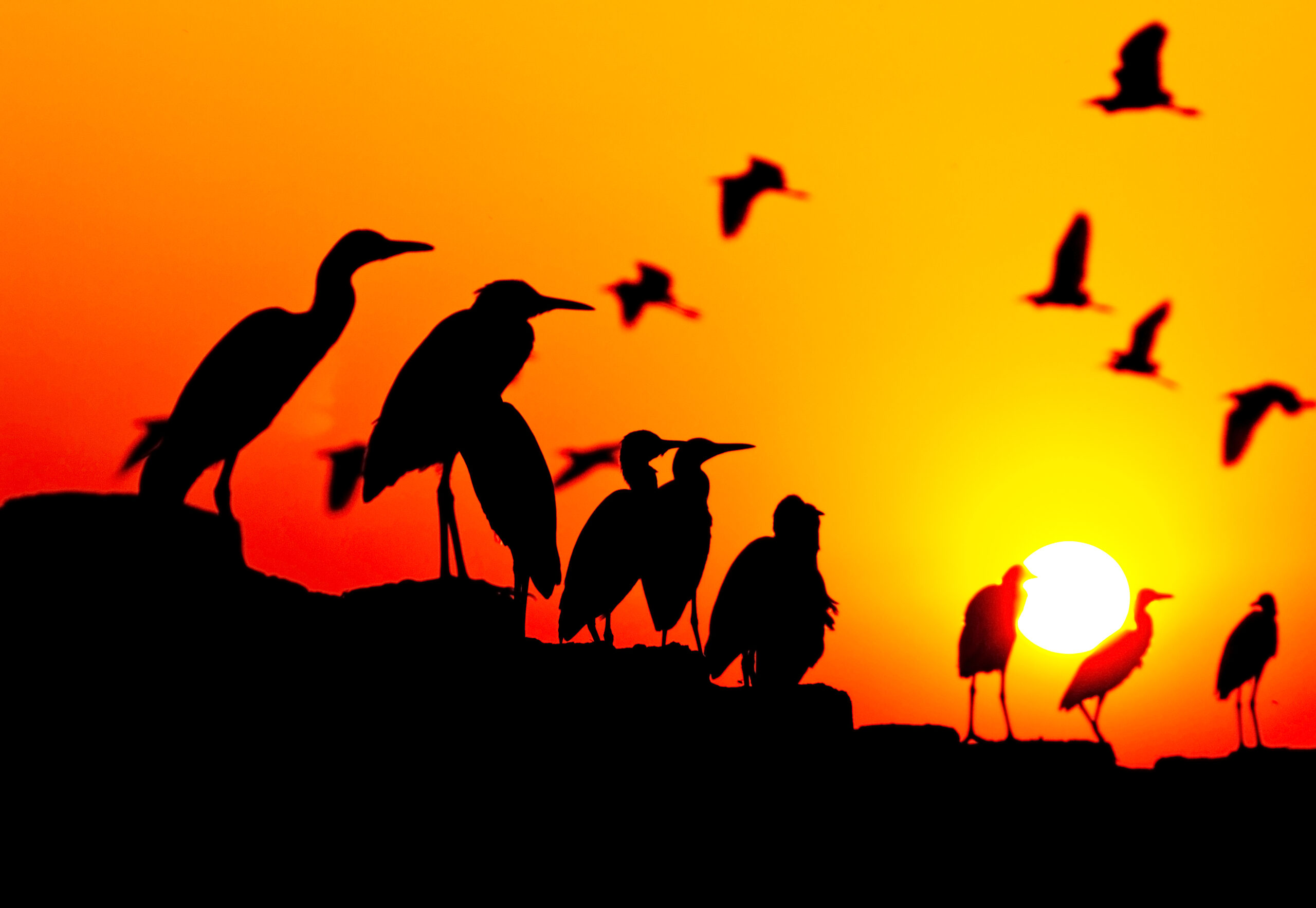 kadalundi bird santuary