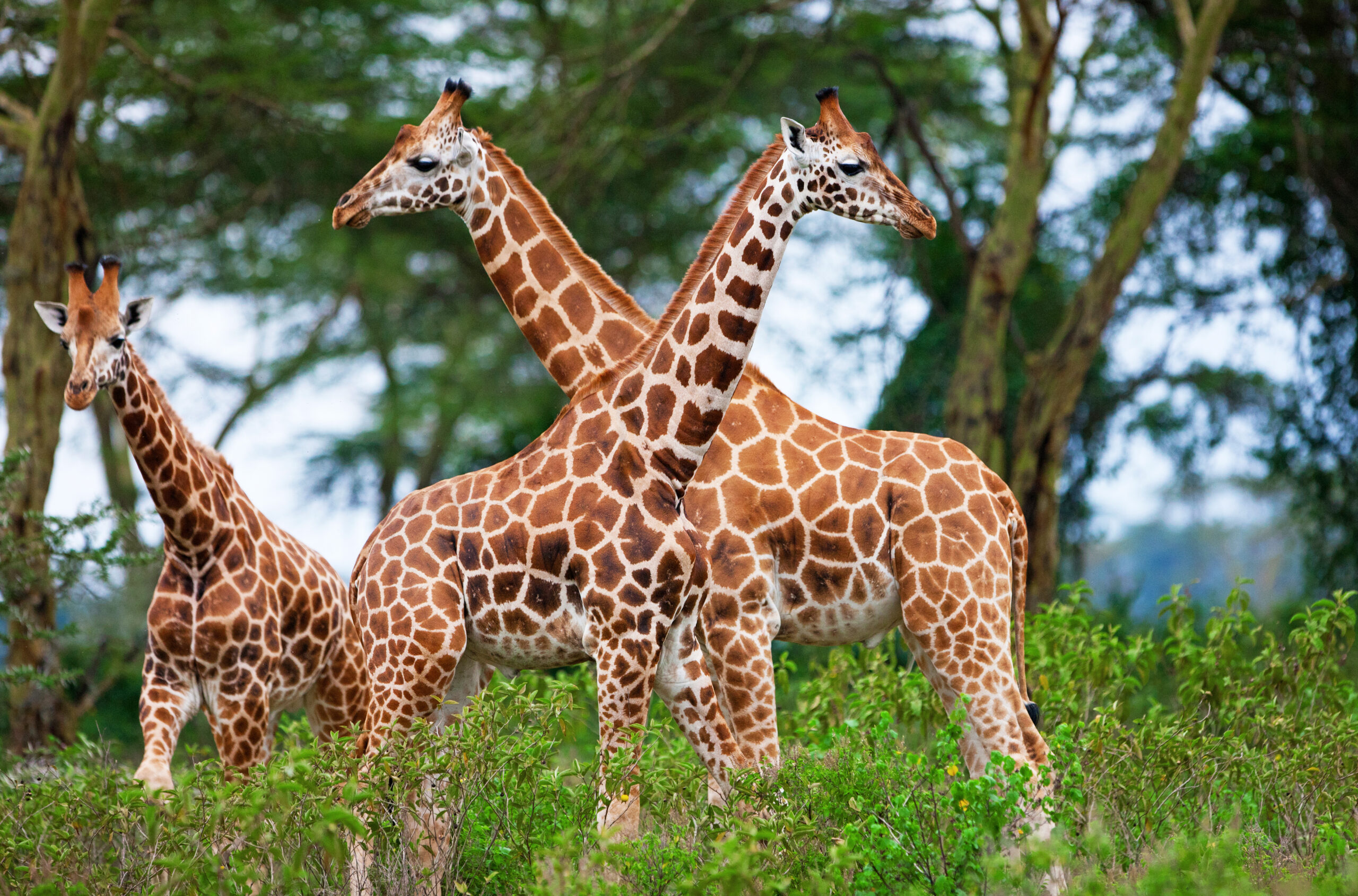 giraffes of Rothschild